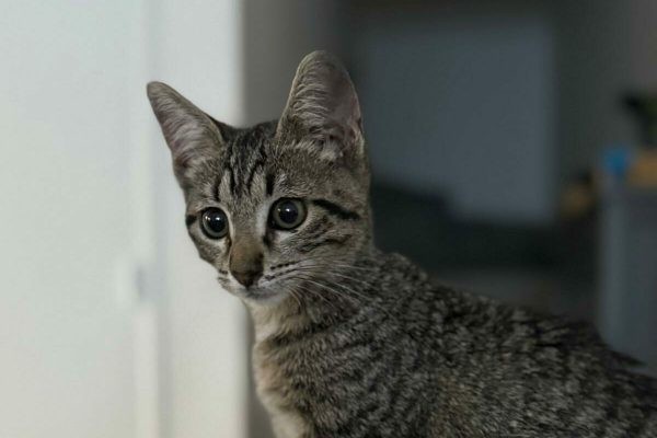 WhatsApp Image 2025-08-12 at 21.04.38